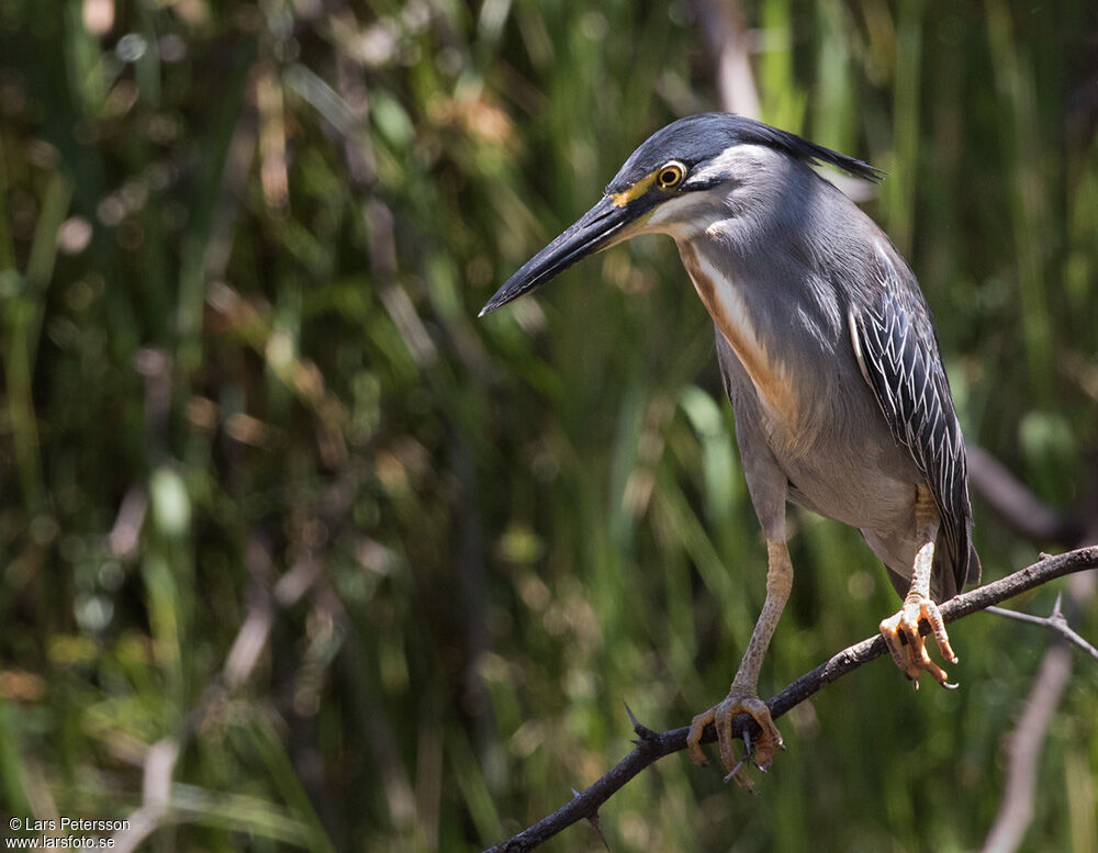 Striated Heron