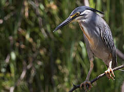 Striated Heron