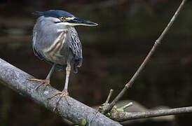 Striated Heron