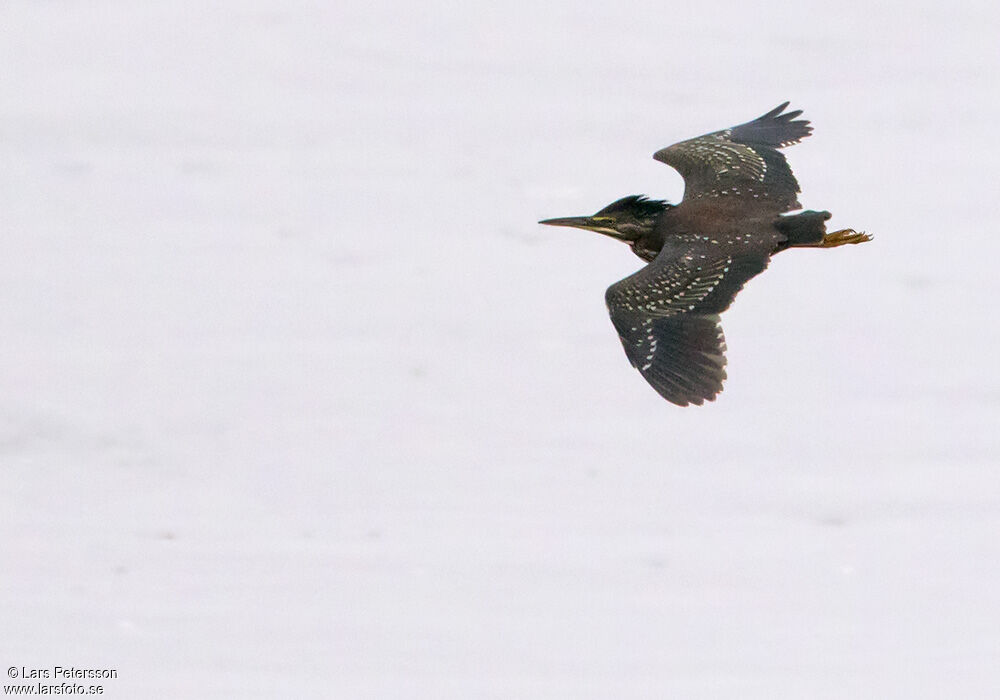 Striated Heron