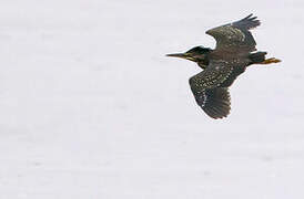 Striated Heron