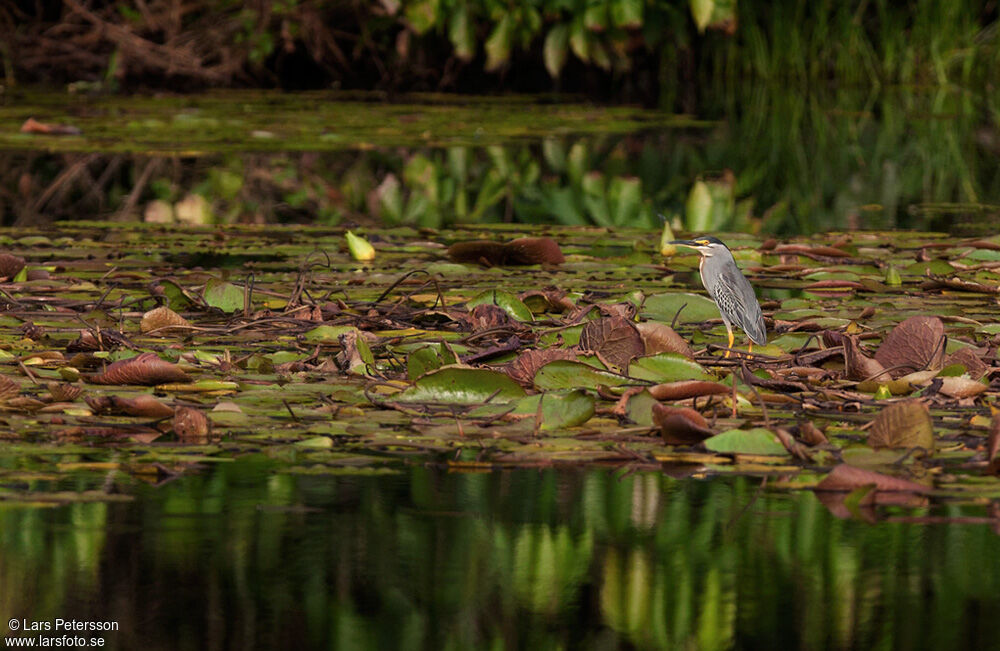 Striated Heron