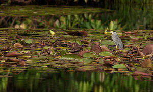 Striated Heron