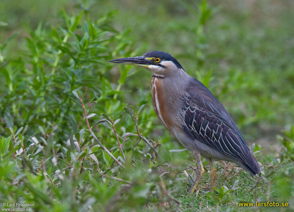 Striated Heron