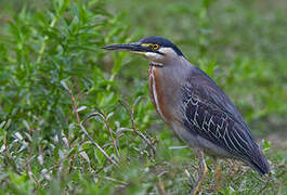 Striated Heron