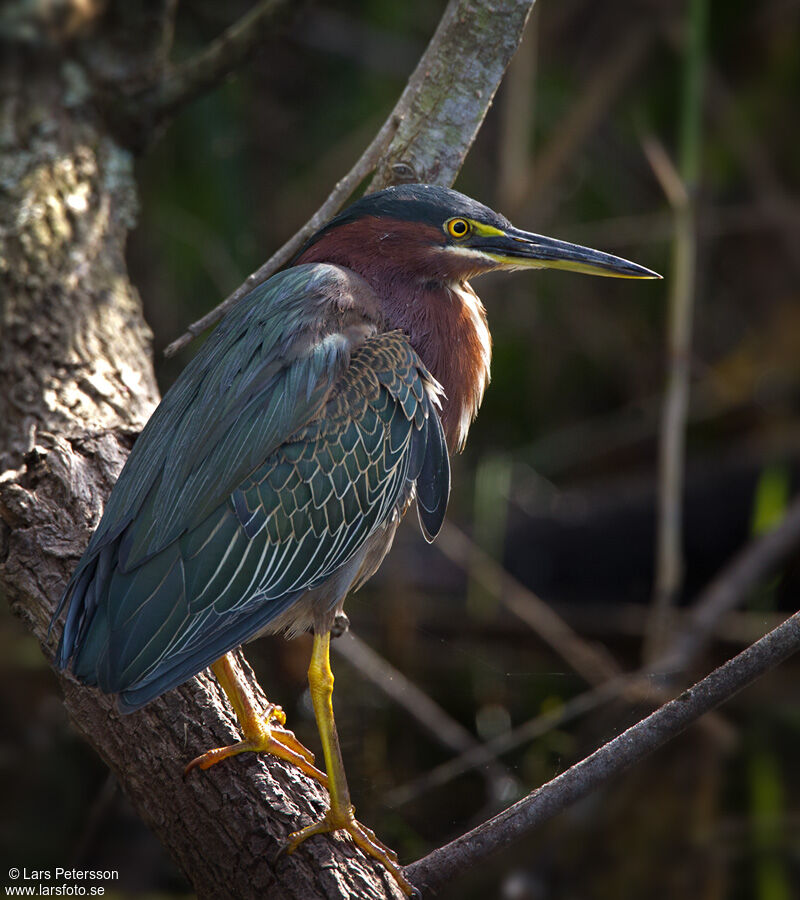 Striated Heron