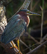 Striated Heron