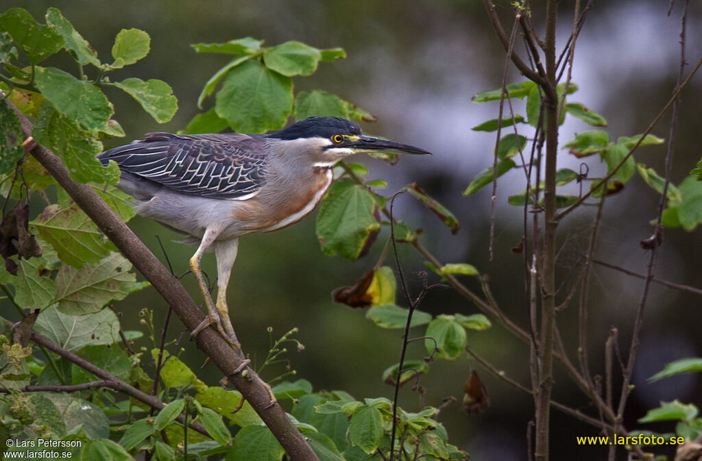 Striated Heron