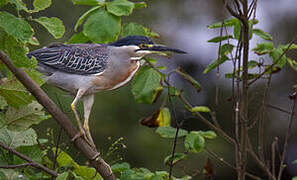 Striated Heron