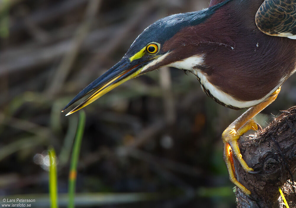 Striated Heron