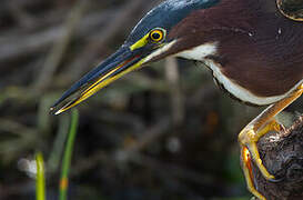 Striated Heron