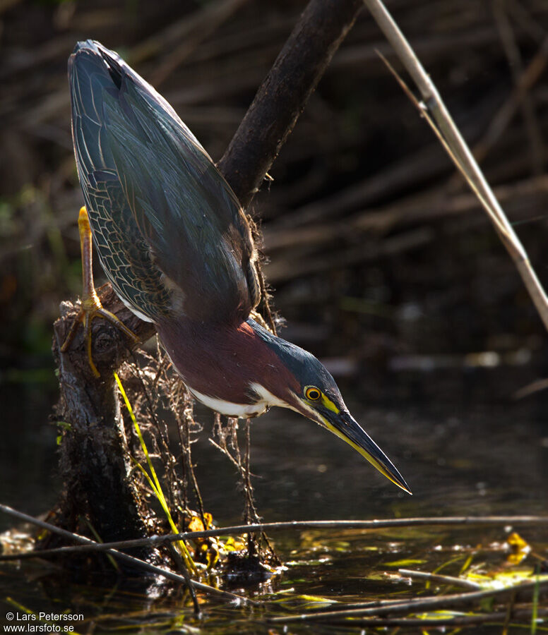 Striated Heron