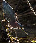 Striated Heron