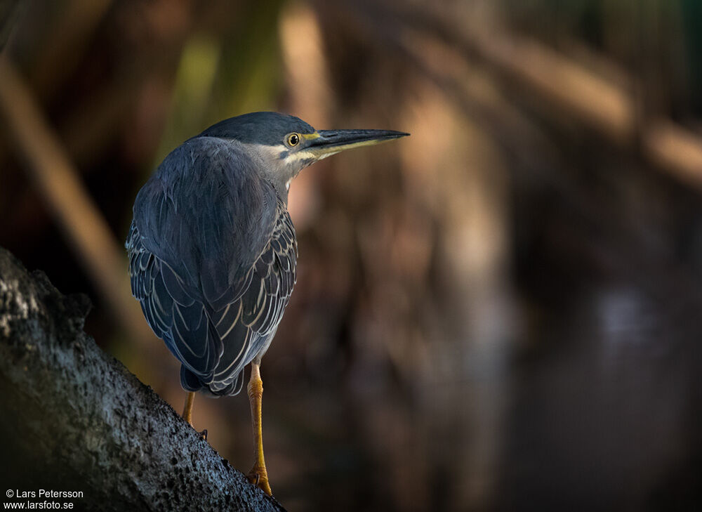 Striated Heron