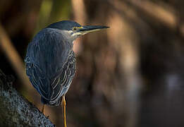 Striated Heron