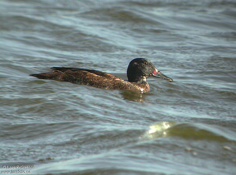 Black-headed Duck