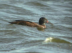 Black-headed Duck