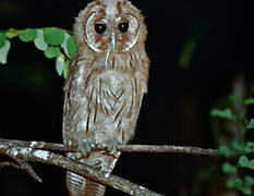 Jamaican Owl