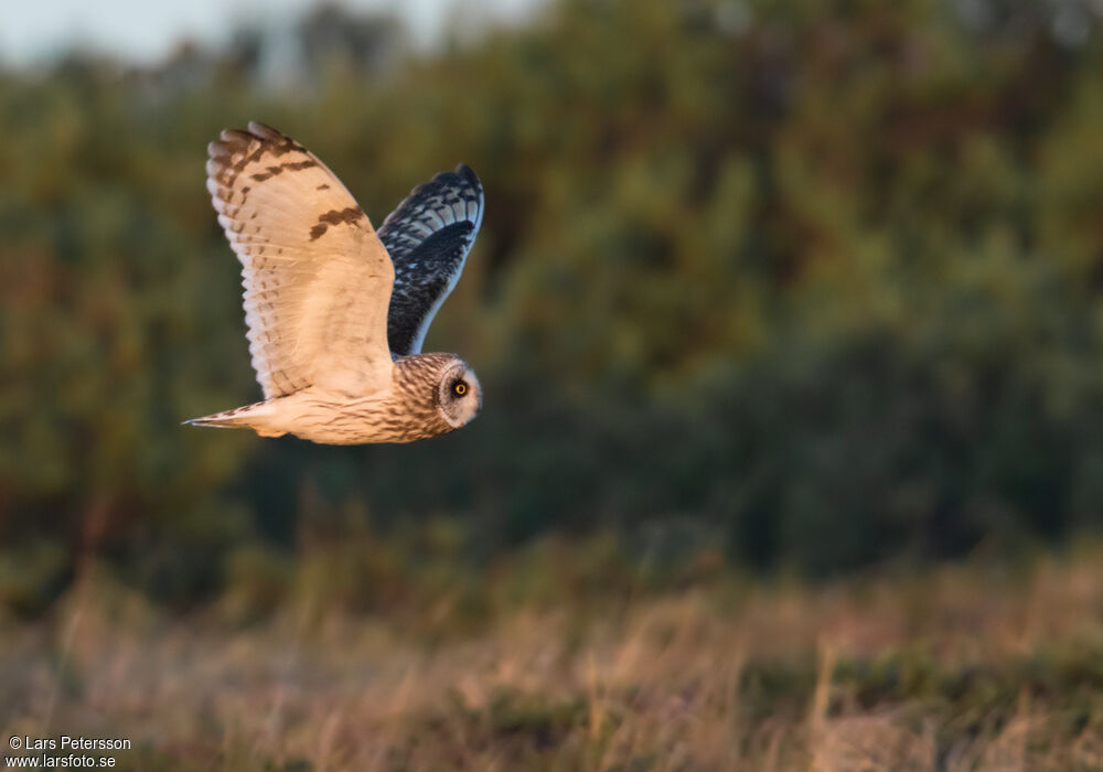 Hibou des marais