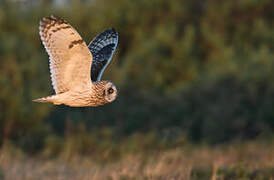 Short-eared Owl