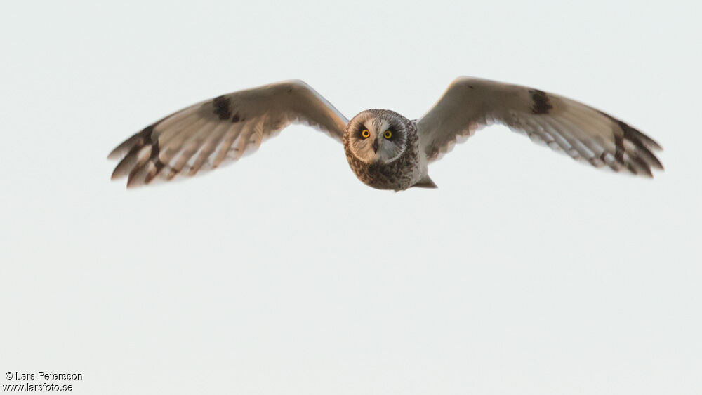 Short-eared Owl