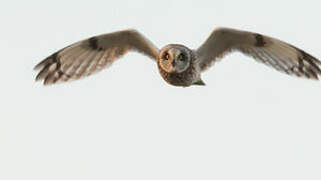 Short-eared Owl