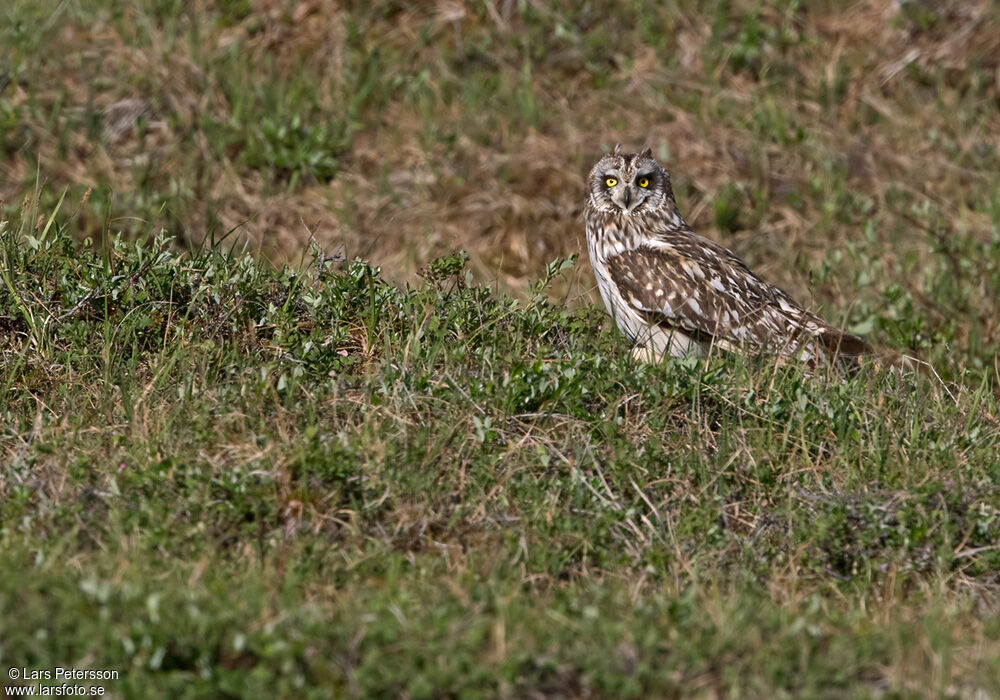 Hibou des marais