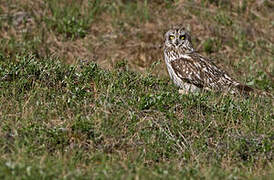 Short-eared Owl