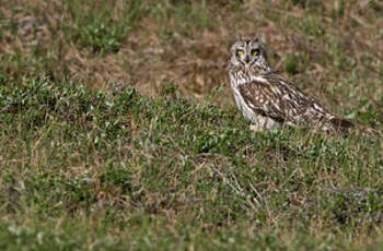 Hibou des marais