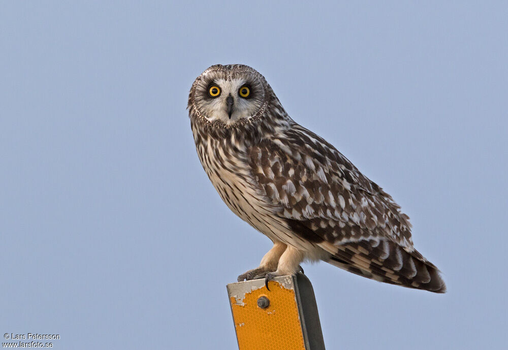 Short-eared Owl