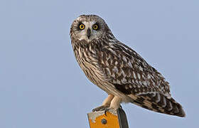 Short-eared Owl