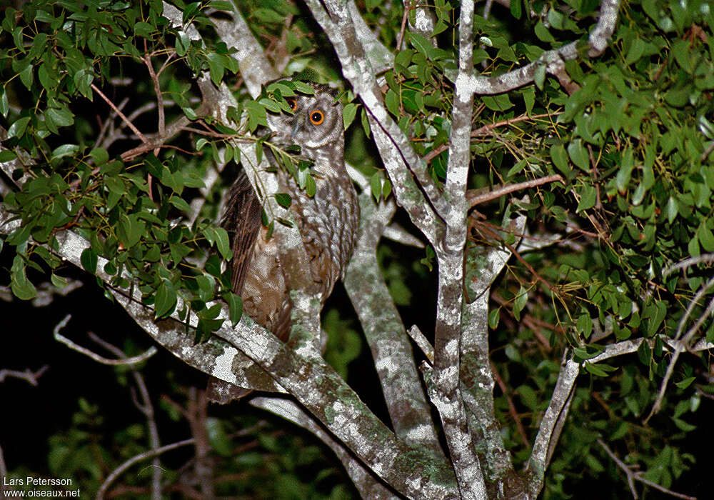 Hibou maître-boisadulte, identification