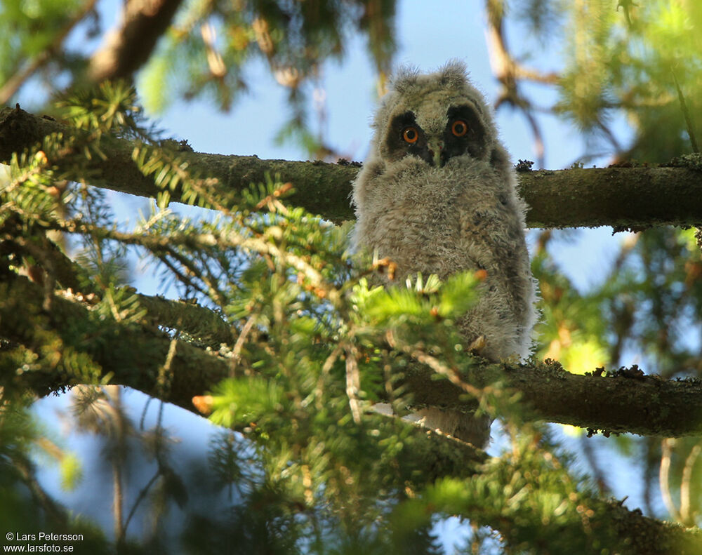 Hibou moyen-duc