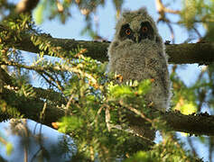 Long-eared Owl