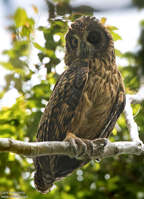 Hibou redoutableadulte, identification