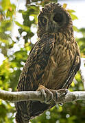 Hibou redoutable