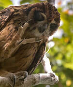 Hibou redoutable