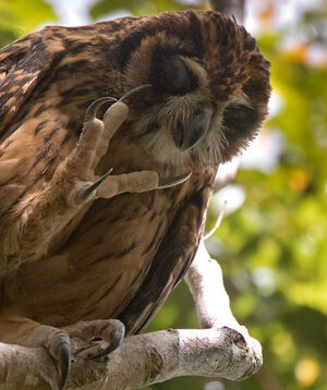 Hibou redoutable