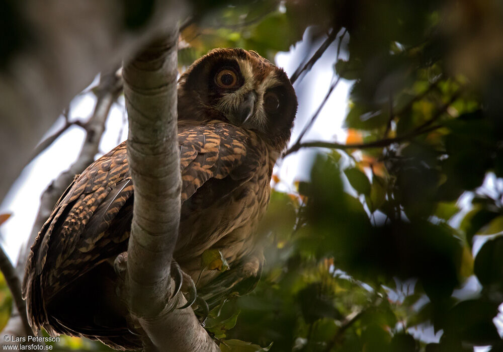 Hibou redoutable