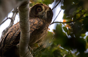 Hibou redoutable