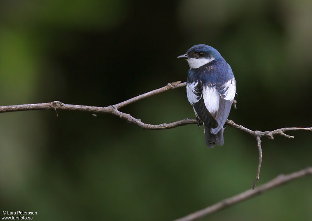 White-winged Swallow