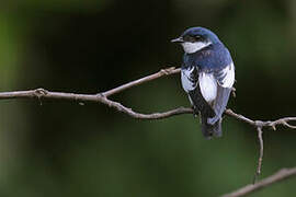 White-winged Swallow