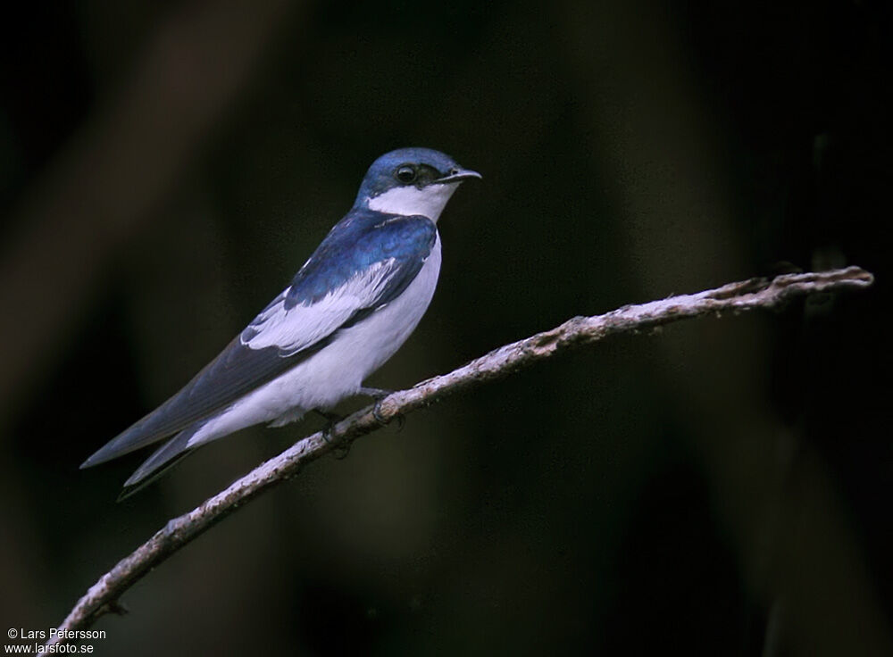 White-winged Swallow