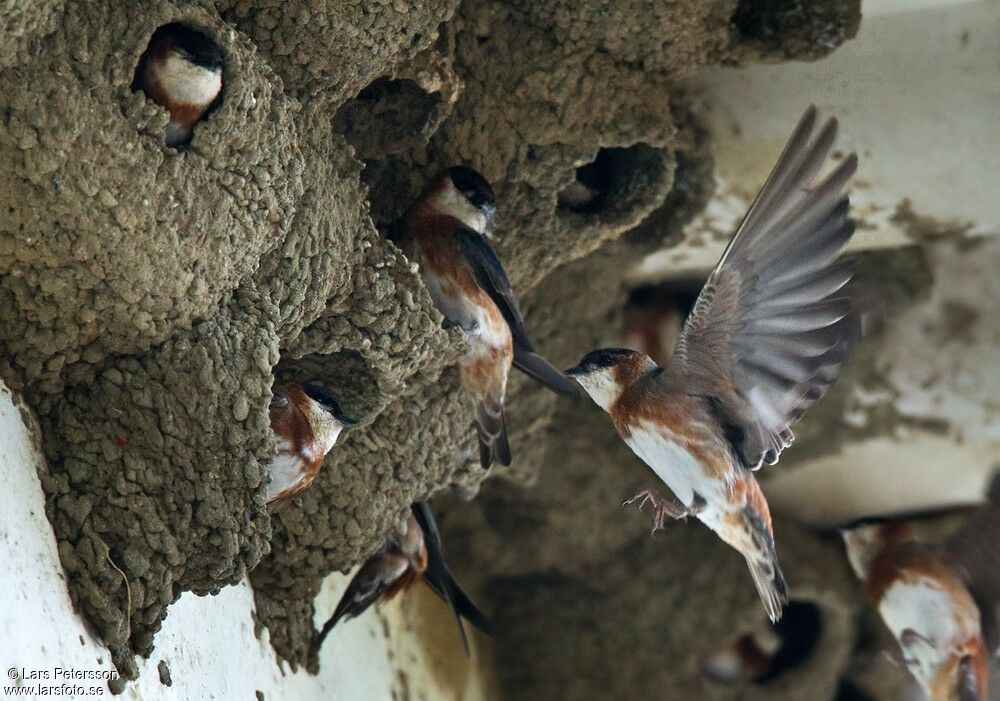 Chestnut-collared Swallow