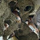 Hirondelle à bande rousse