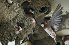 Chestnut-collared Swallow