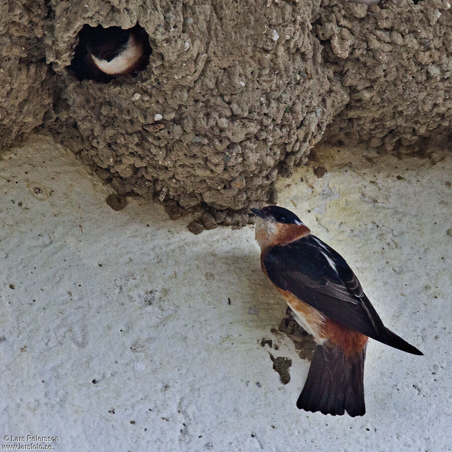 Chestnut-collared Swallow