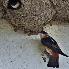 Hirondelle à bande rousse