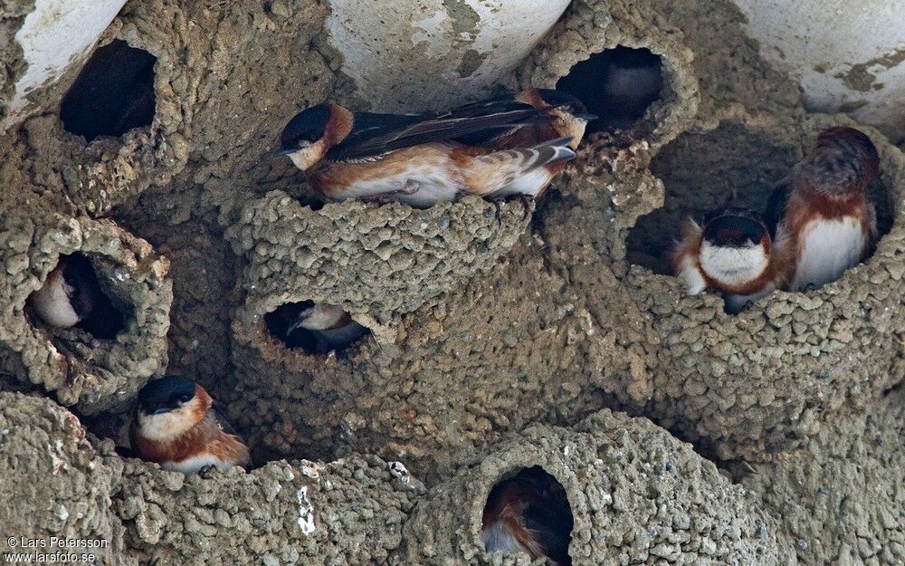 Hirondelle à bande rousse