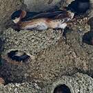Hirondelle à bande rousse